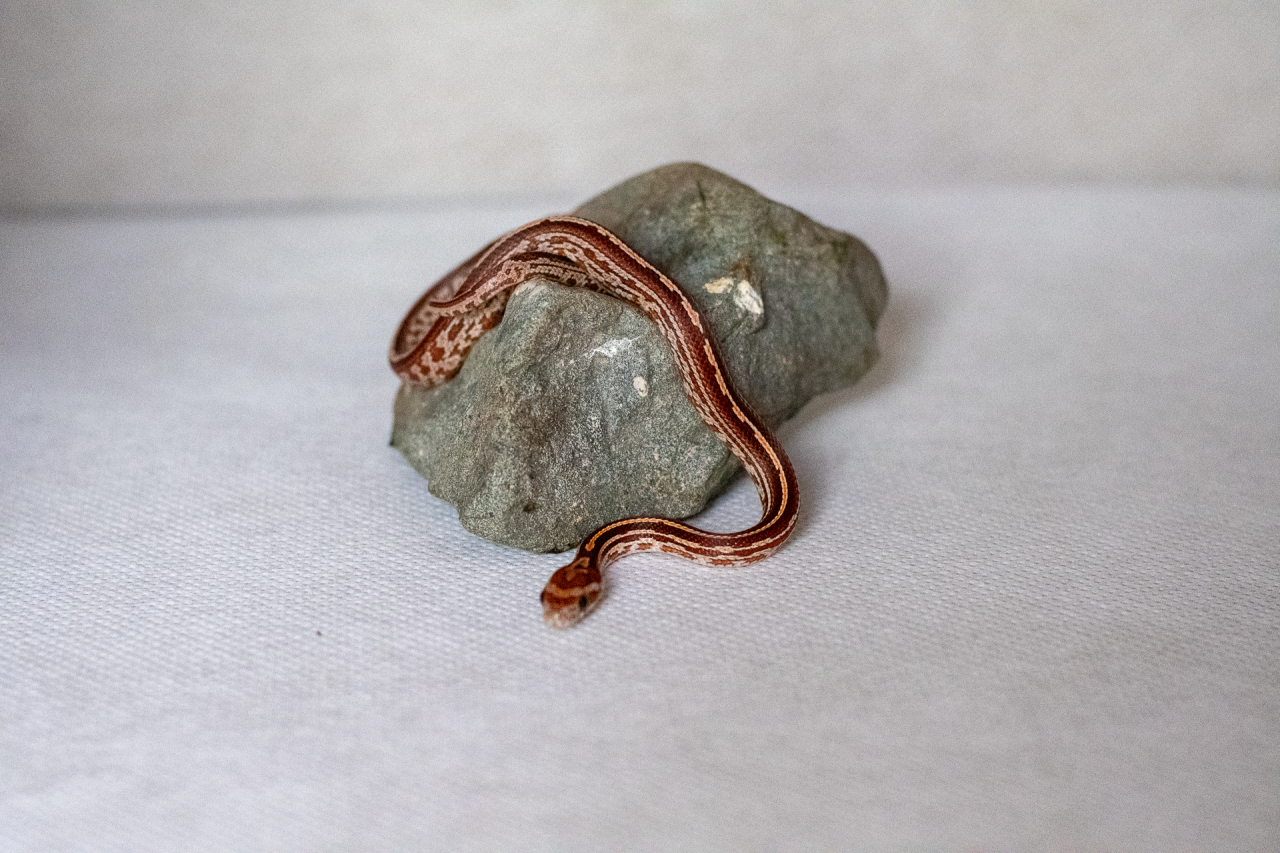 Tessera corn snake hatchling