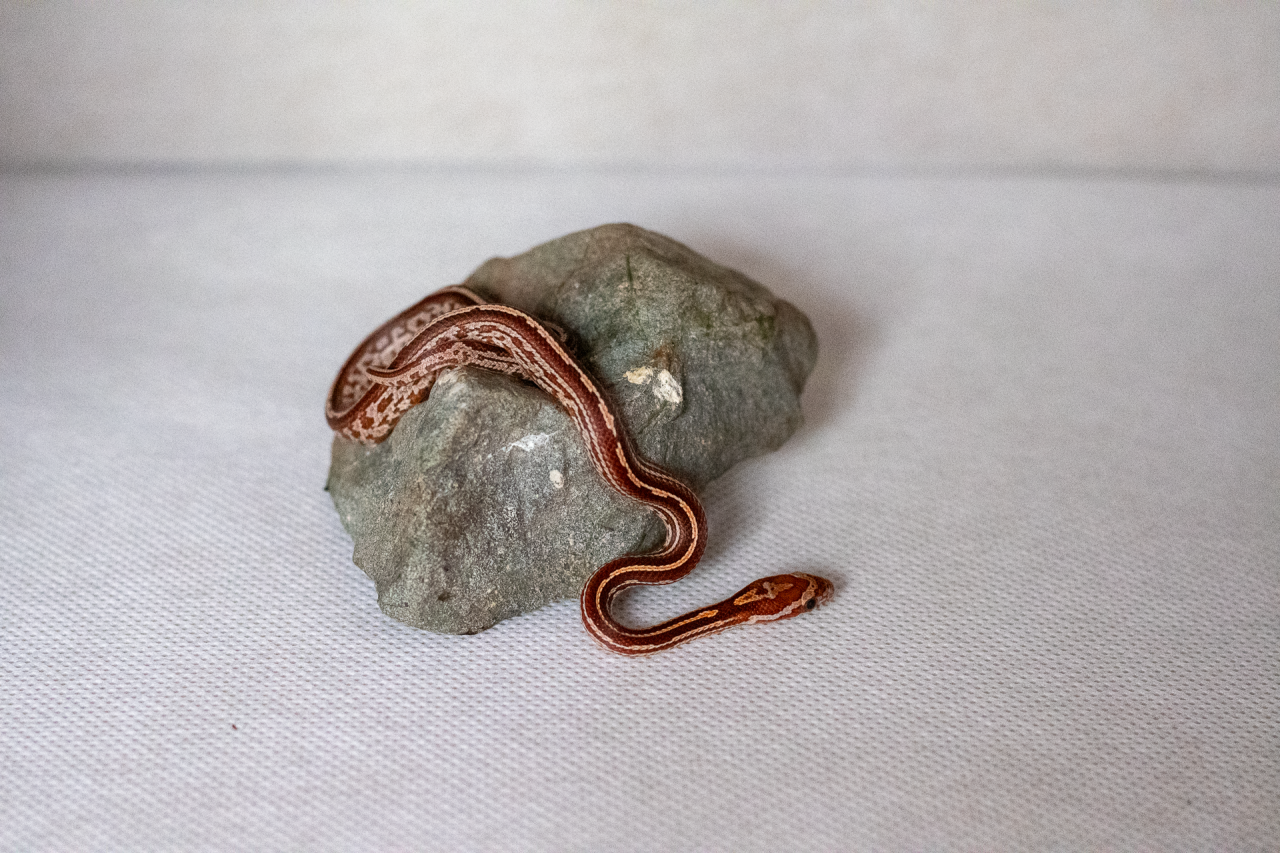 Tessera corn snake hatchling