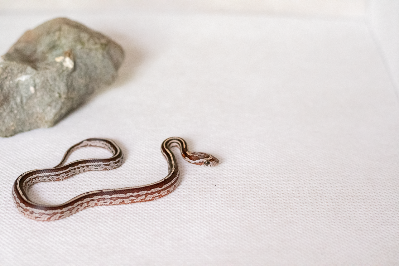 Tessera corn snake hatchling
