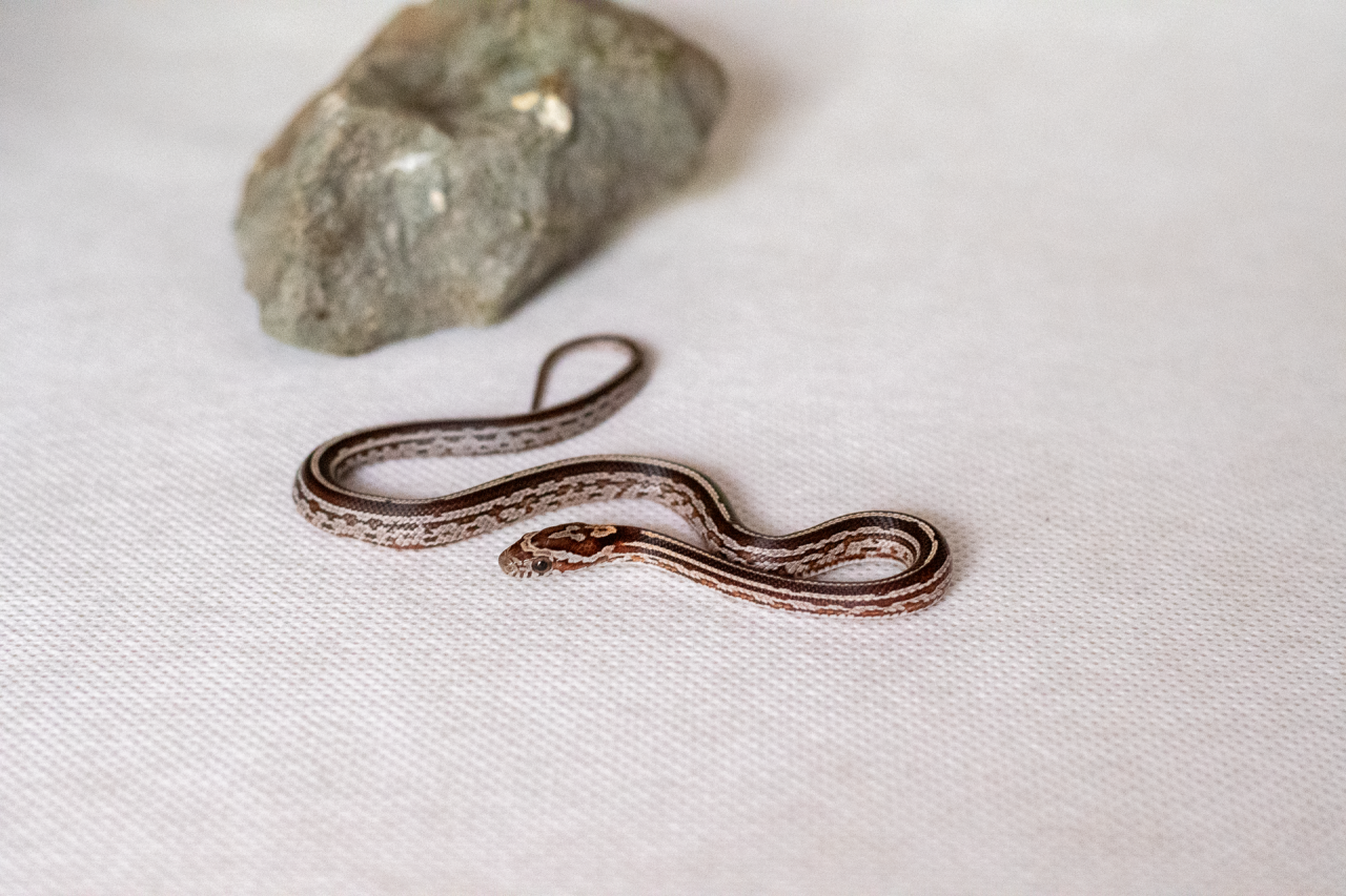 Tessera corn snake hatchling