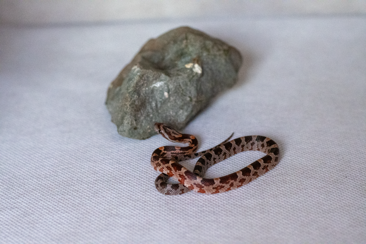 Normal corn snake hatchling