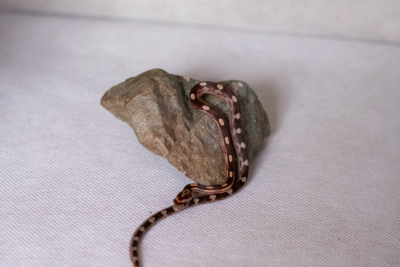 Motley corn snake hatchling