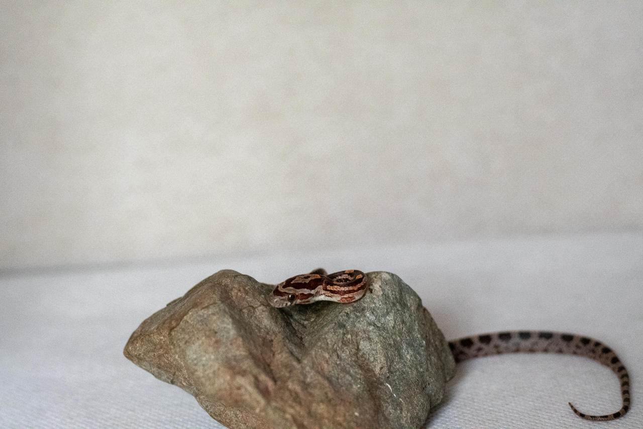 Normal corn snake hatchling
