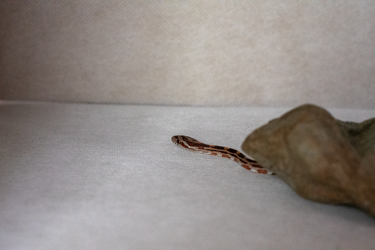 Normal corn snake hatchling