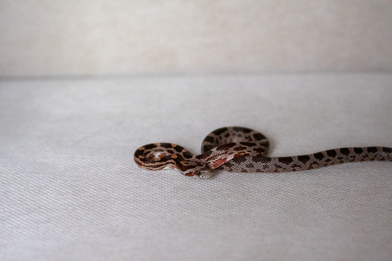 Normal corn snake hatchling