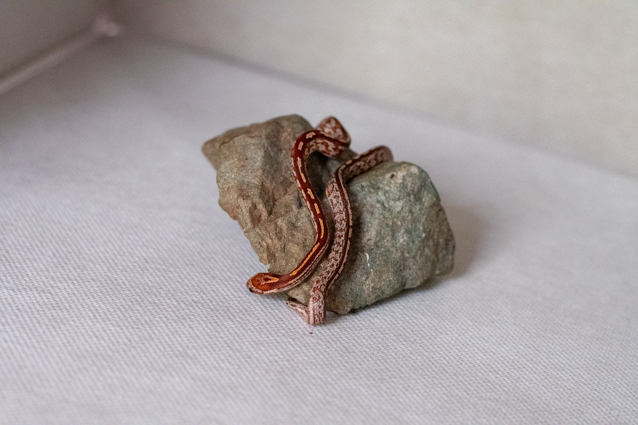 Tessera corn snake hatchling