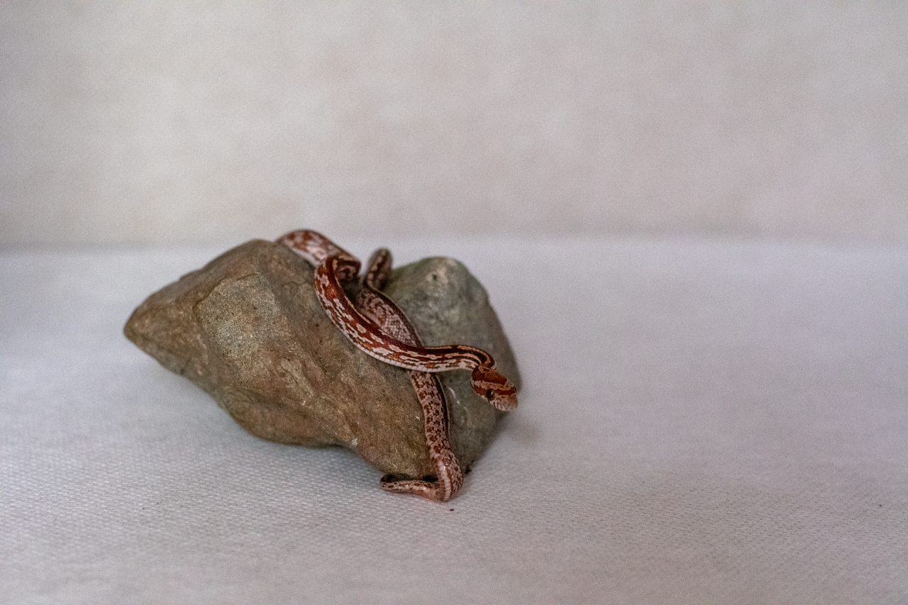Tessera corn snake hatchling