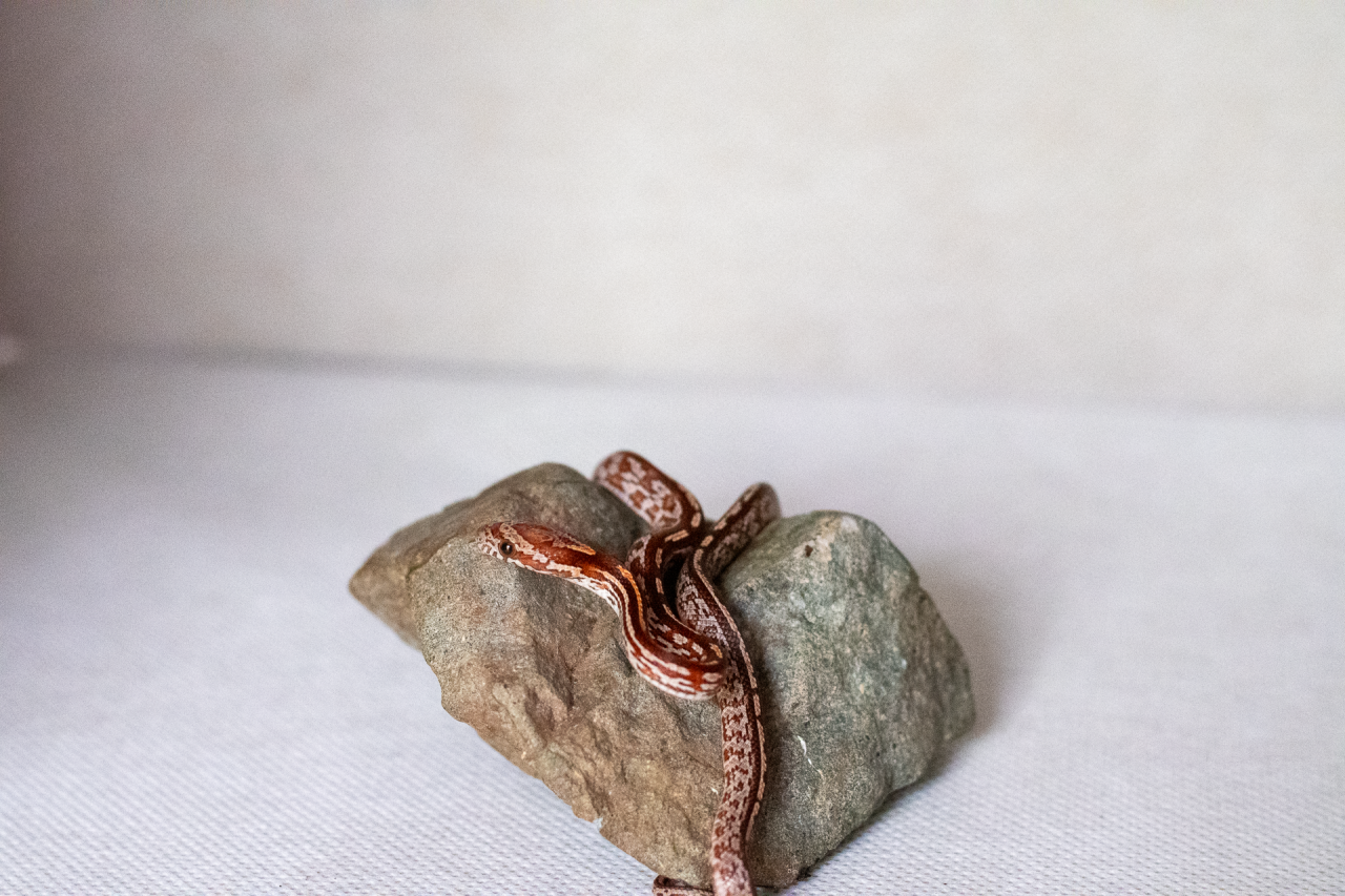 Tessera corn snake hatchling
