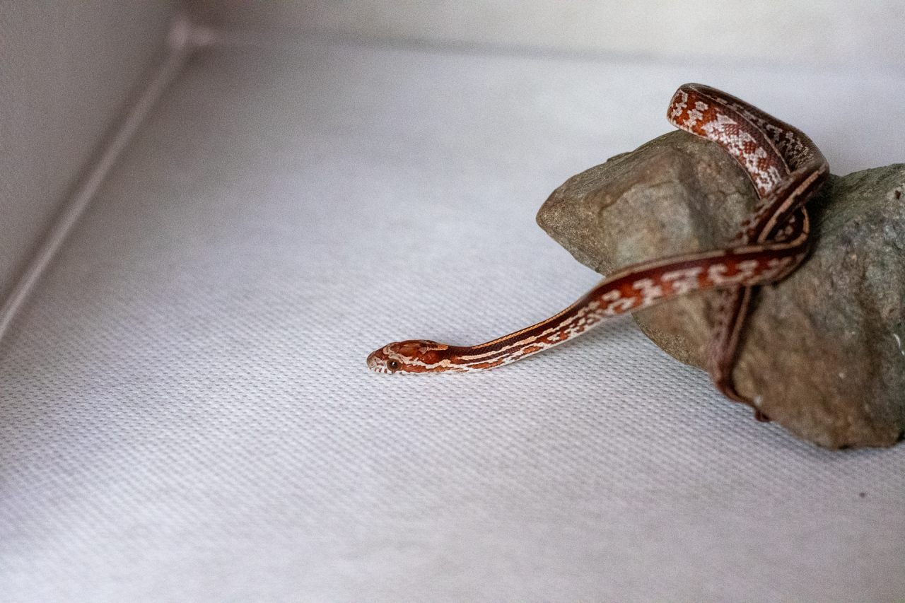 Tessera corn snake hatchling