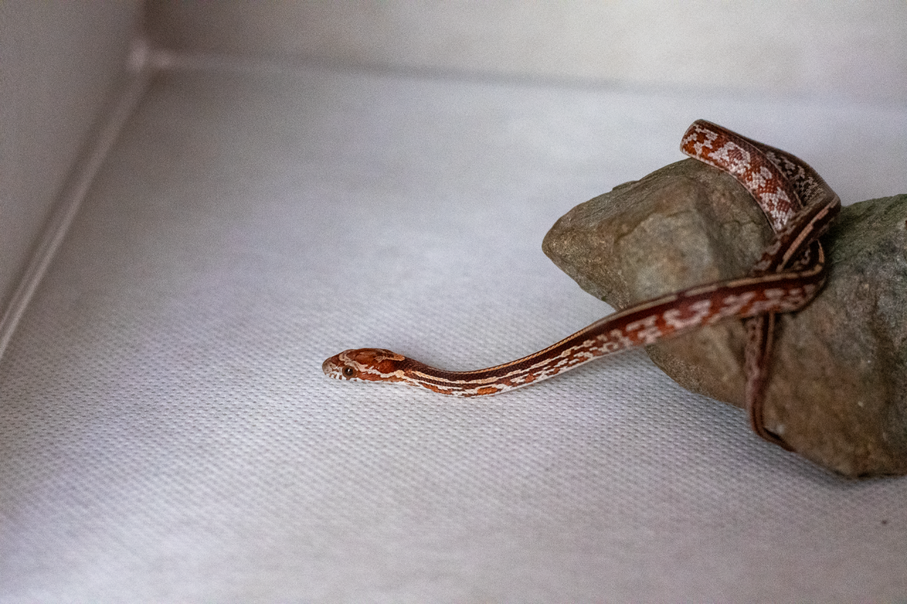 Tessera corn snake hatchling