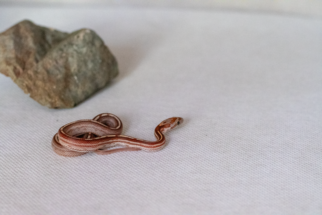 Motley tessera corn snake hatchling