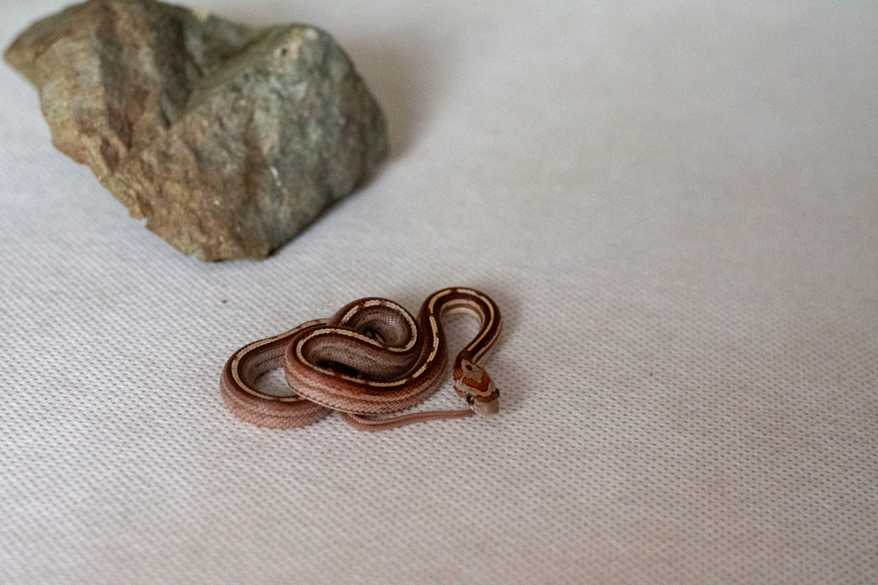 Motley tessera corn snake hatchling