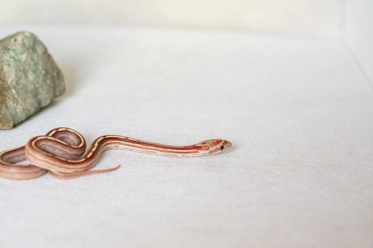 Motley tessera corn snake hatchling