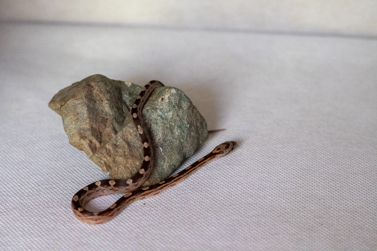 Motley corn snake hatchling