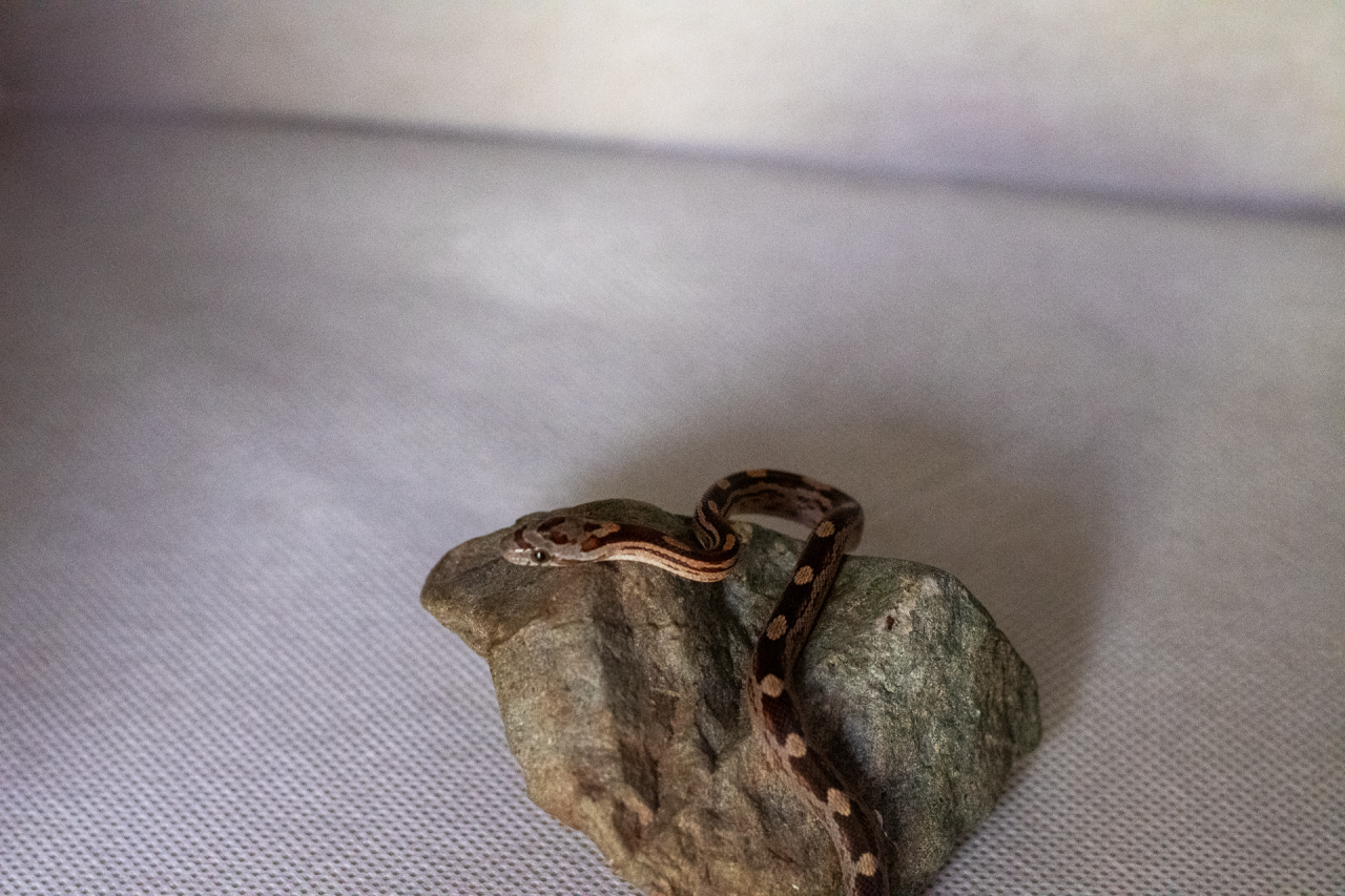 Motley corn snake hatchling