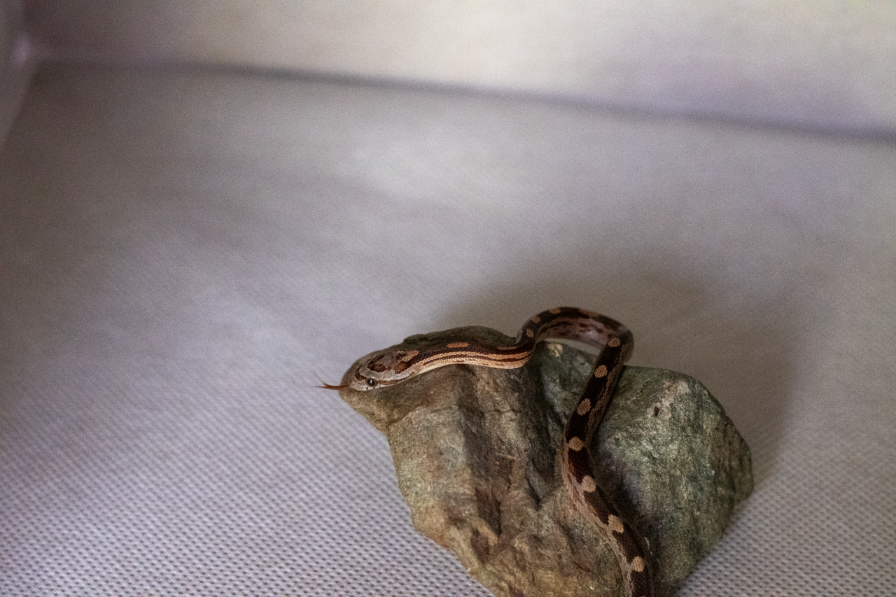 Motley corn snake hatchling