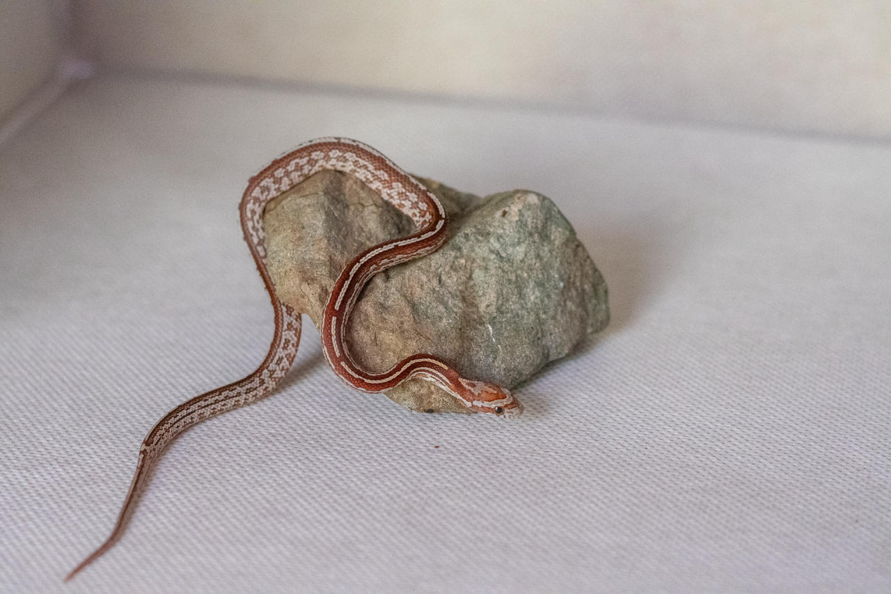 Tessera corn snake hatchling