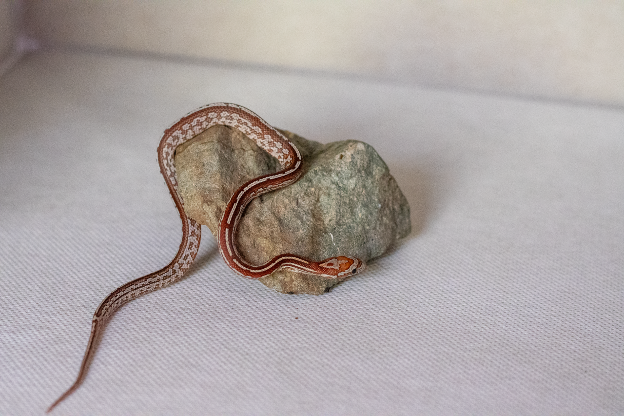 Tessera corn snake hatchling