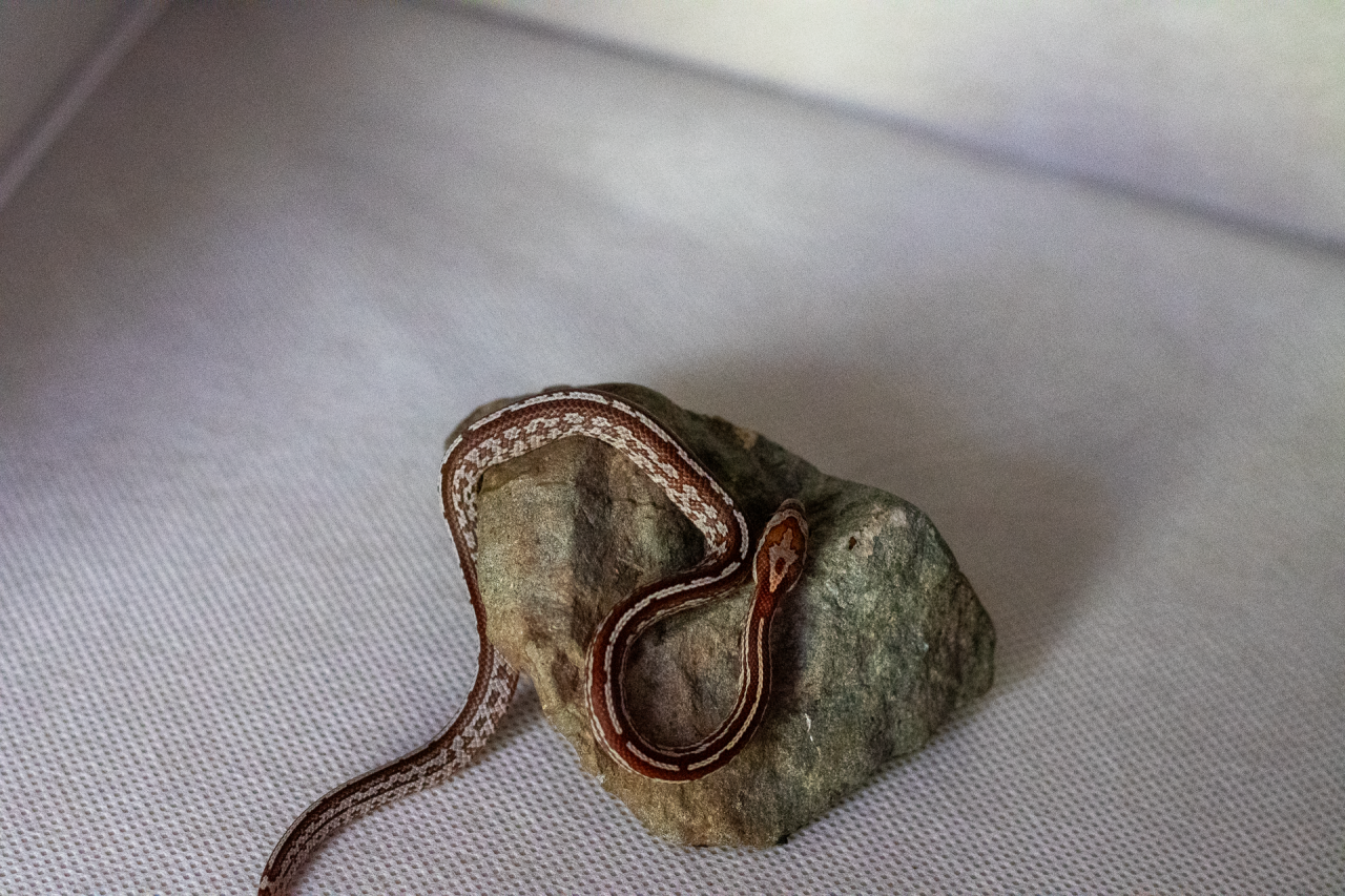 Tessera corn snake hatchling
