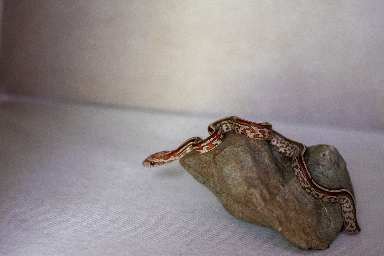 Tessera corn snake hatchling