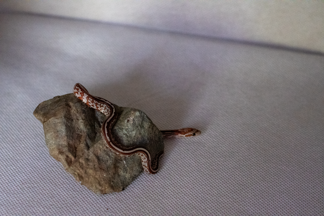 Tessera corn snake hatchling