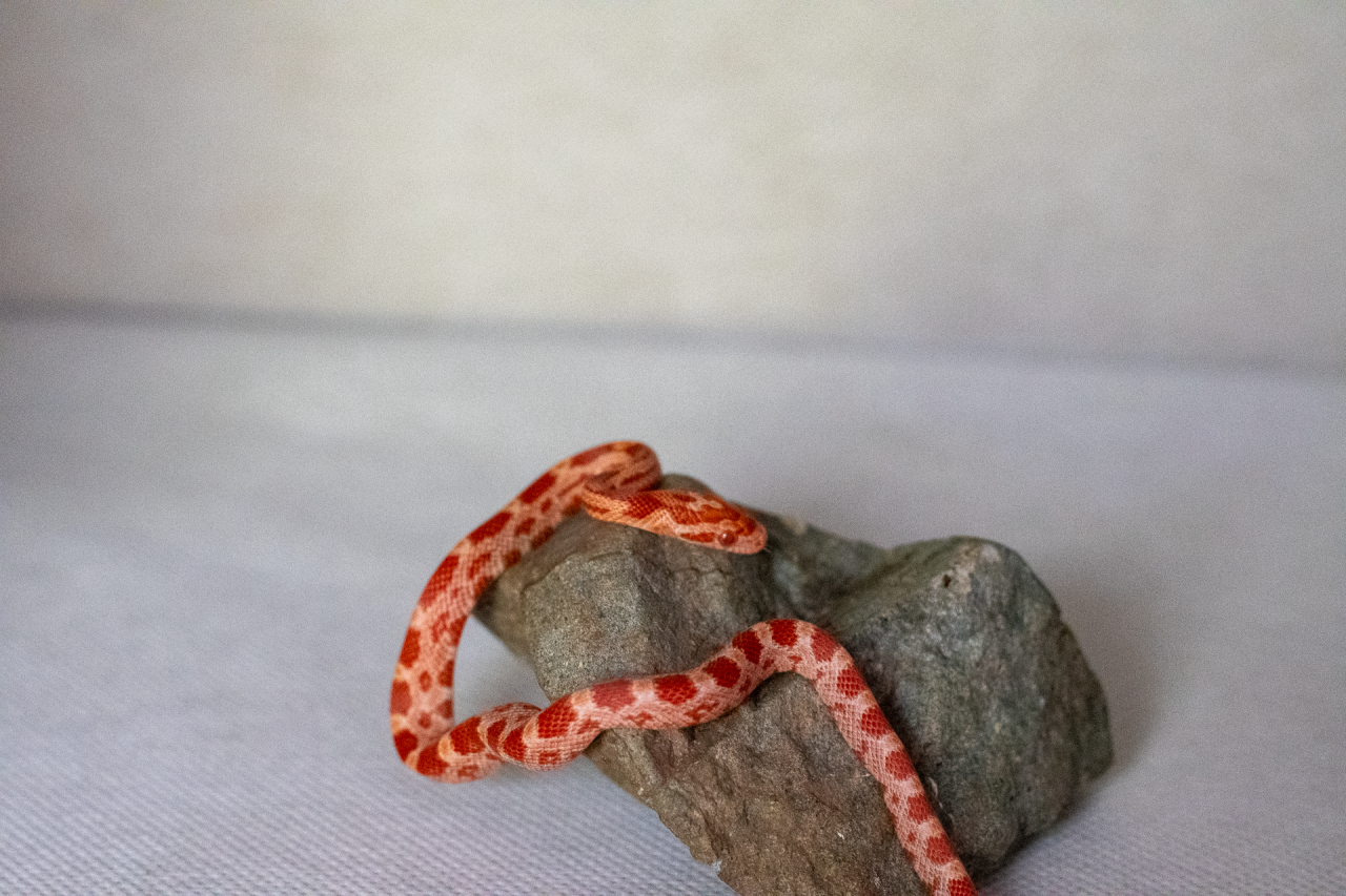 Amelanistic corn snake hatchling