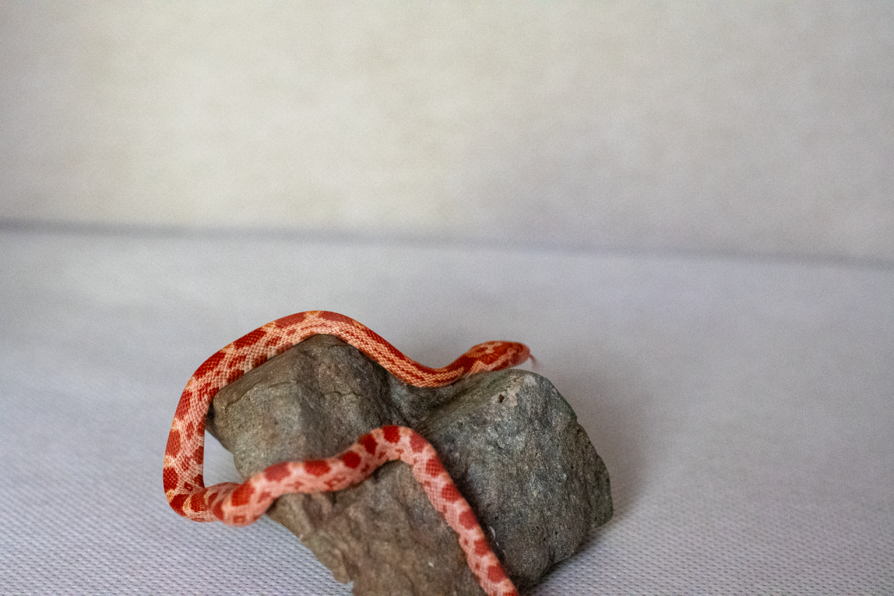 Amelanistic corn snake hatchling