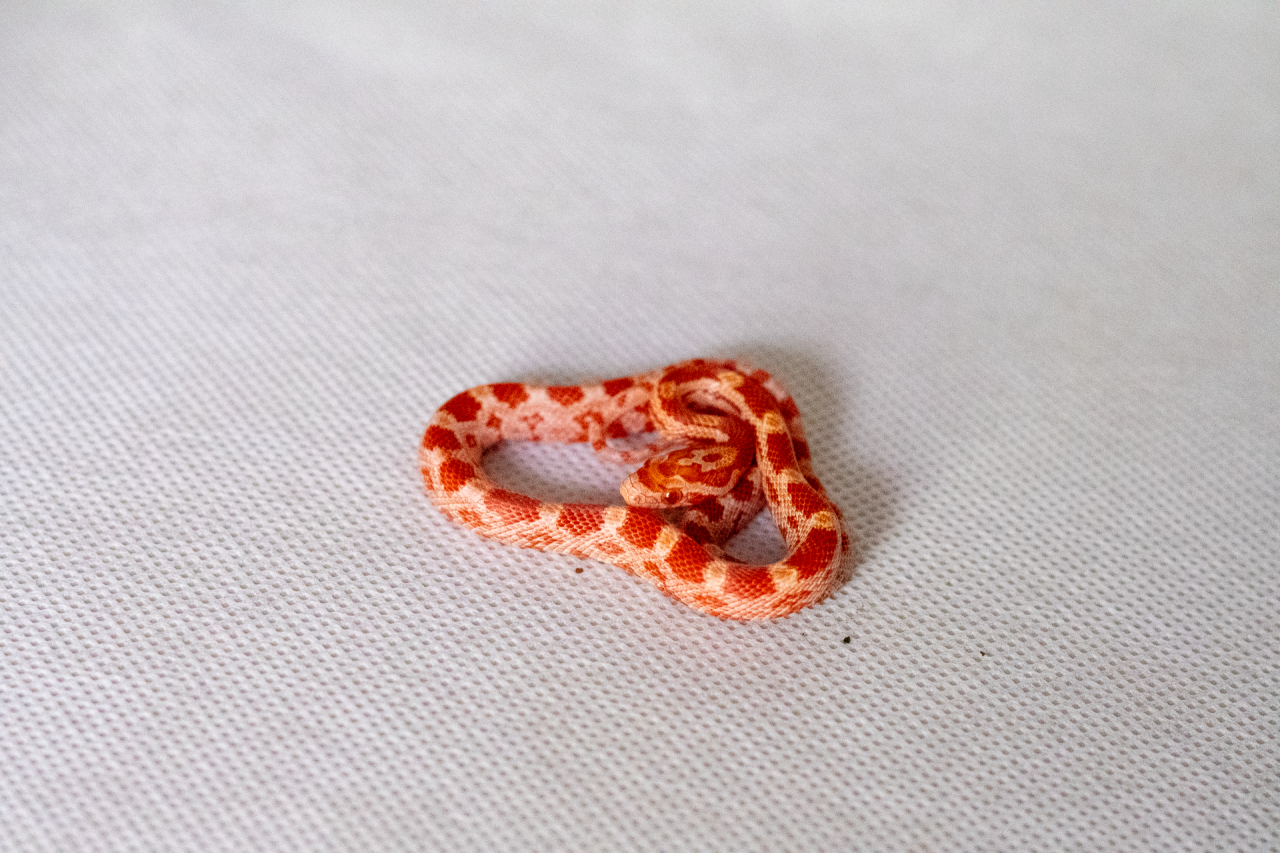 Amelanistic corn snake hatchling