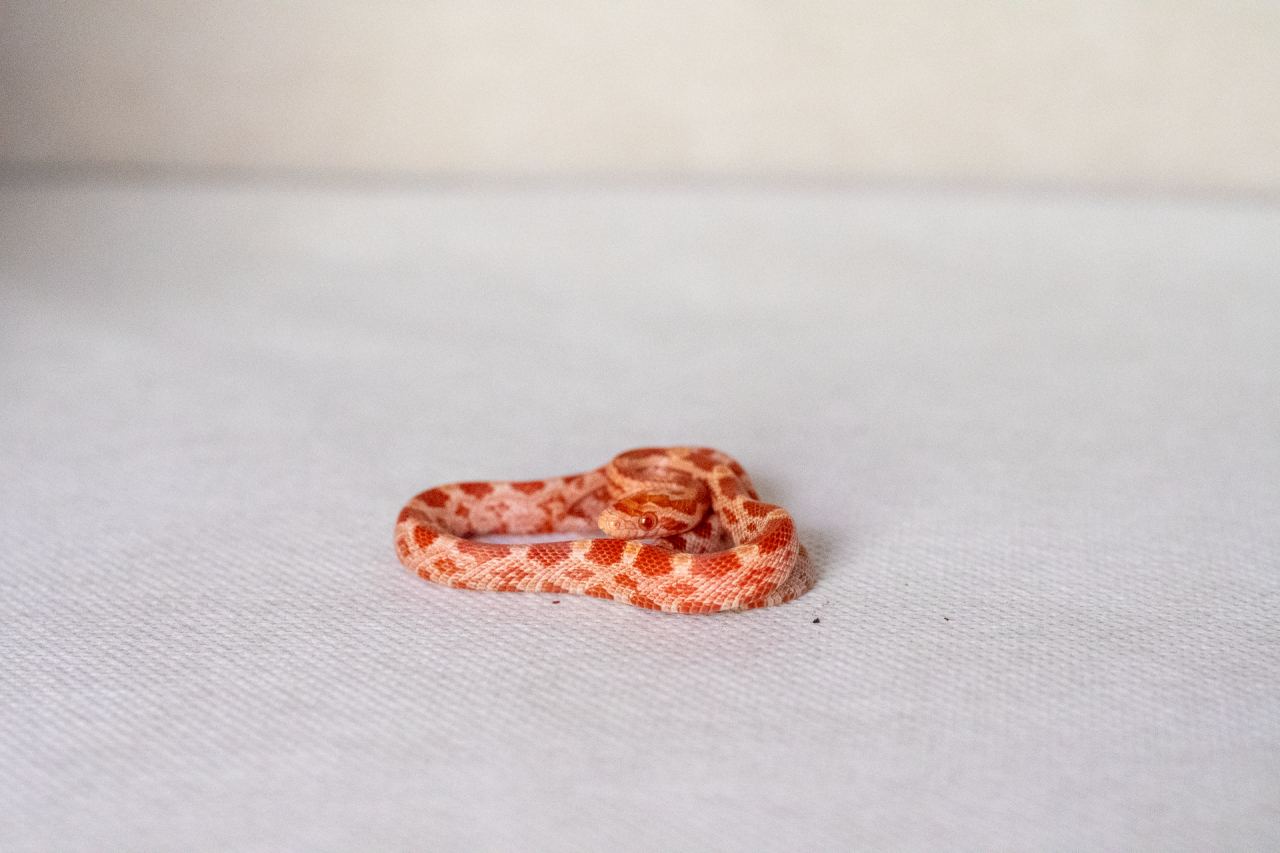 Amelanistic corn snake hatchling