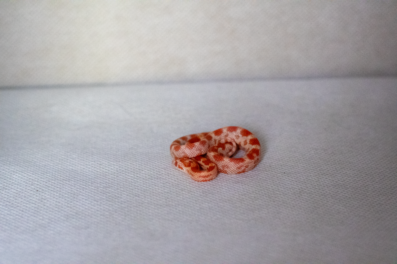 Amelanistic corn snake hatchling