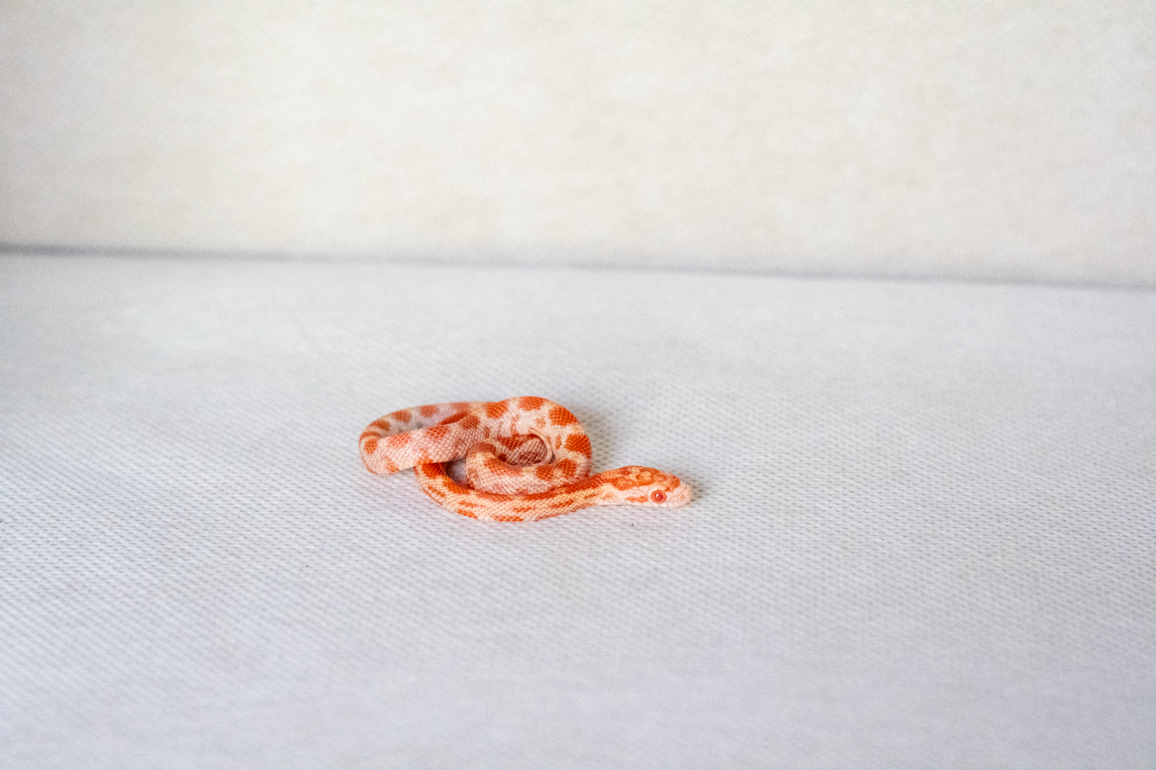 Amelanistic corn snake hatchling