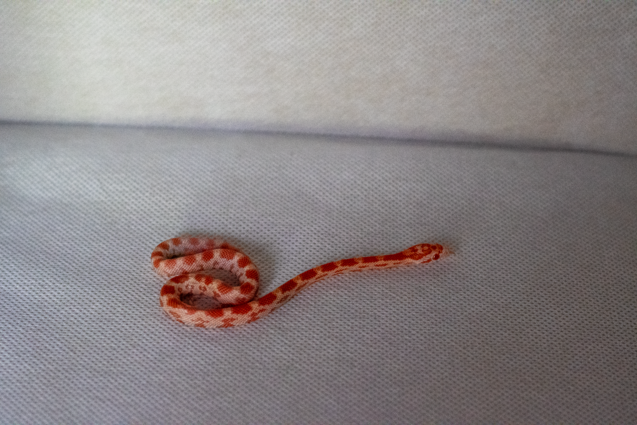 Amelanistic corn snake hatchling