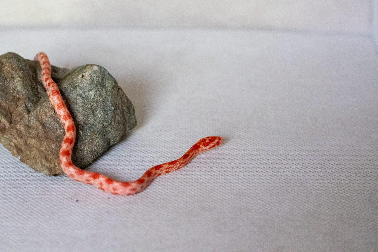 Amelanistic corn snake hatchling