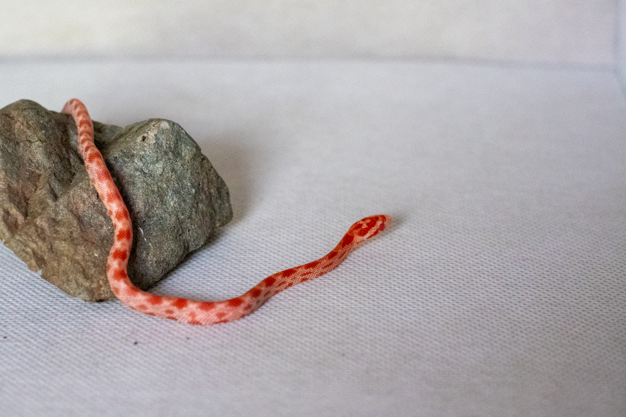 Amelanistic corn snake hatchling