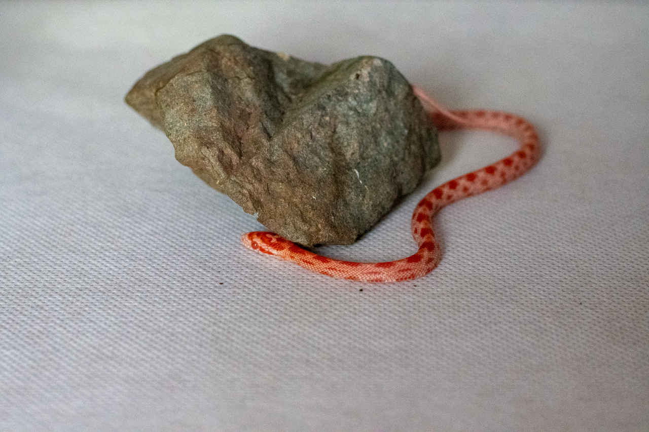 Amelanistic corn snake hatchling