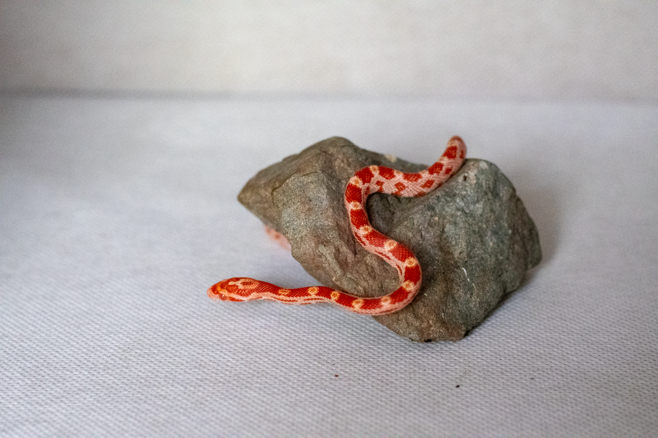 Amelanistic corn snake hatchling