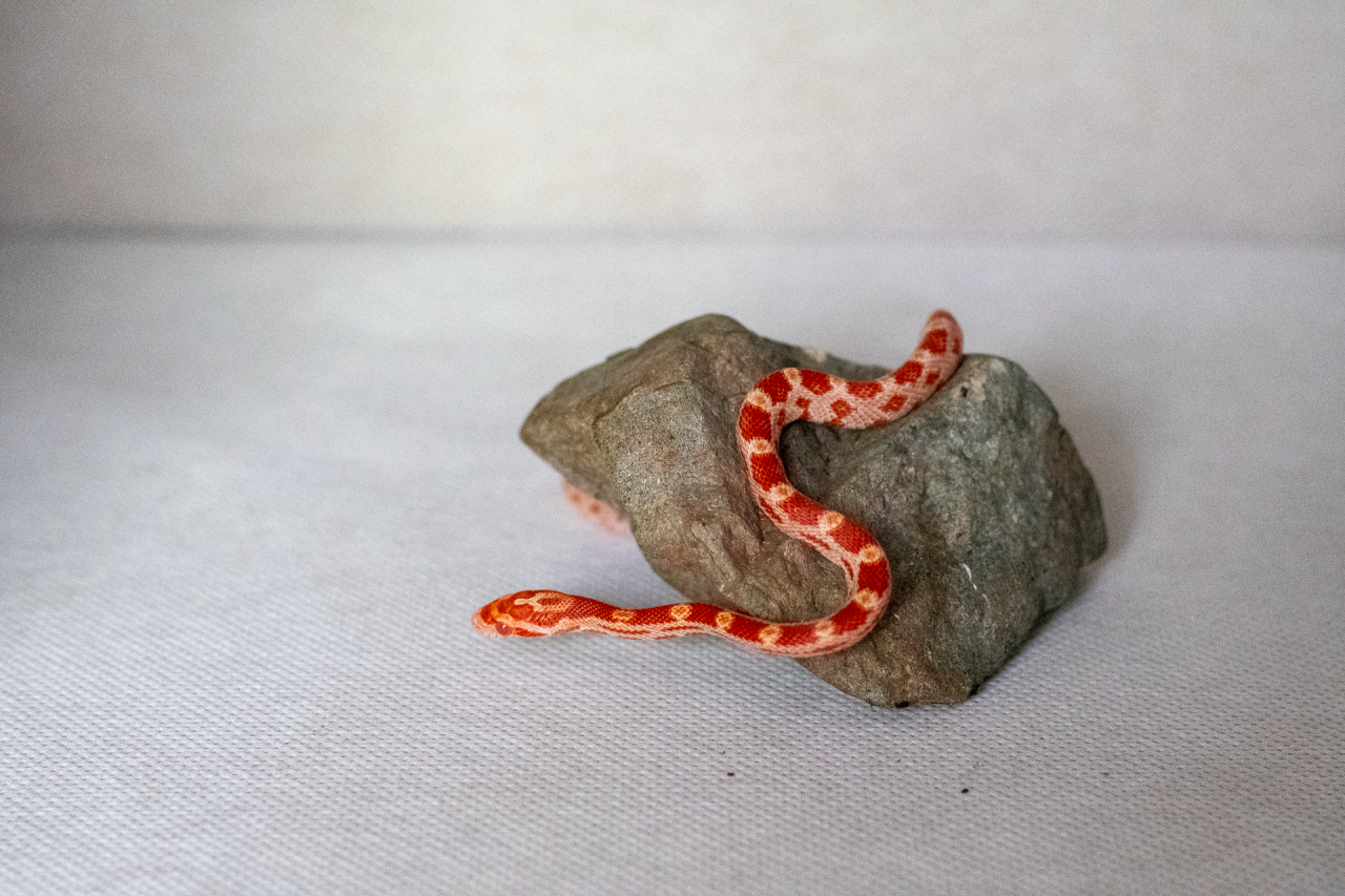 Amelanistic corn snake hatchling