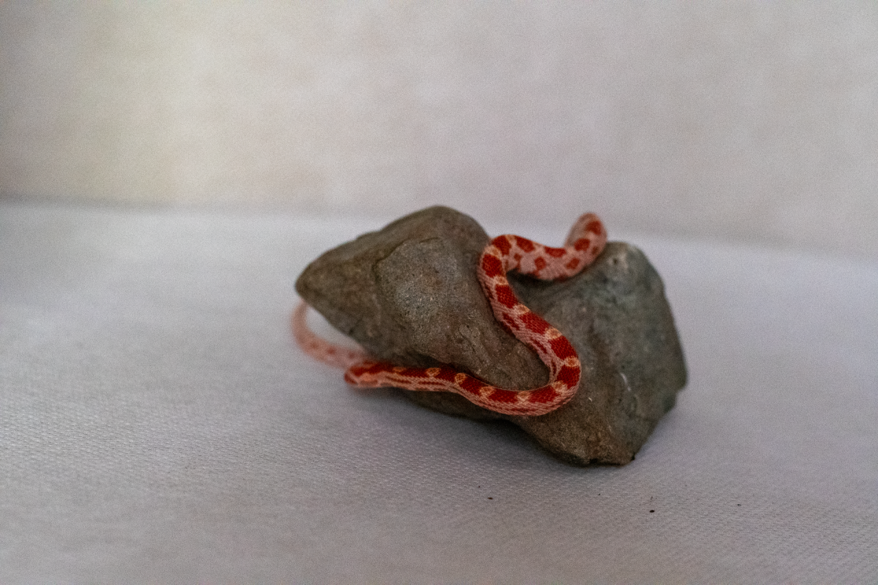 Amelanistic corn snake hatchling