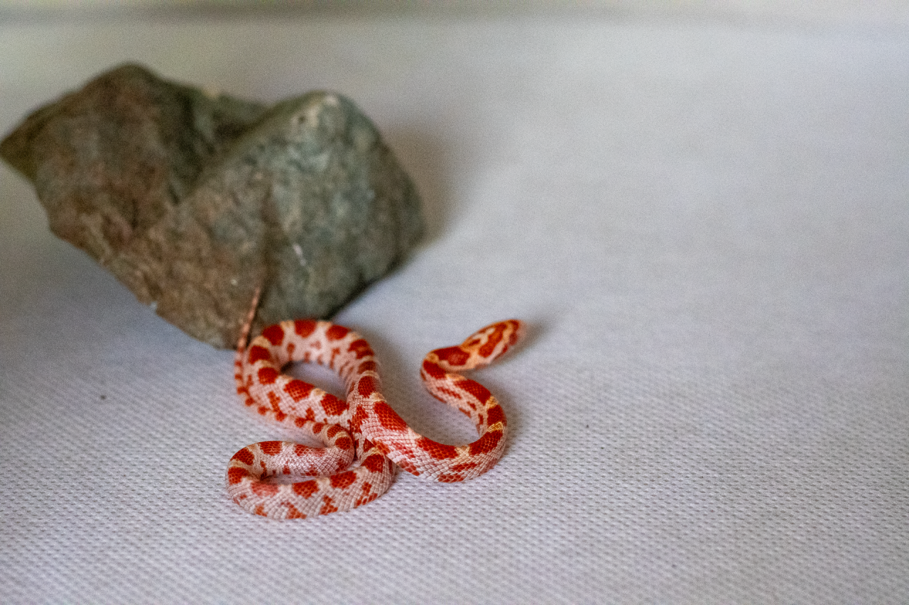 Amelanistic corn snake hatchling