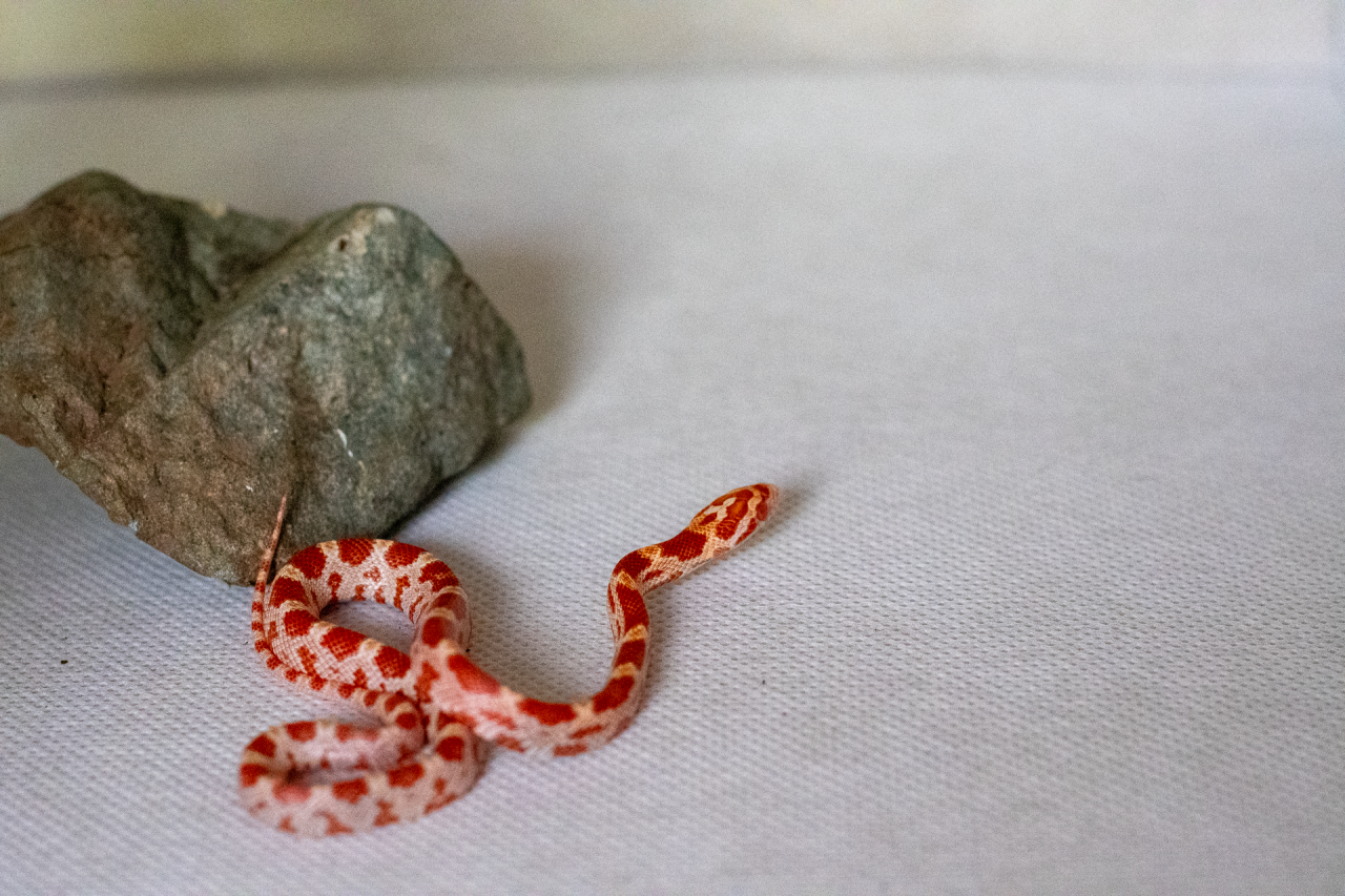 Amelanistic corn snake hatchling