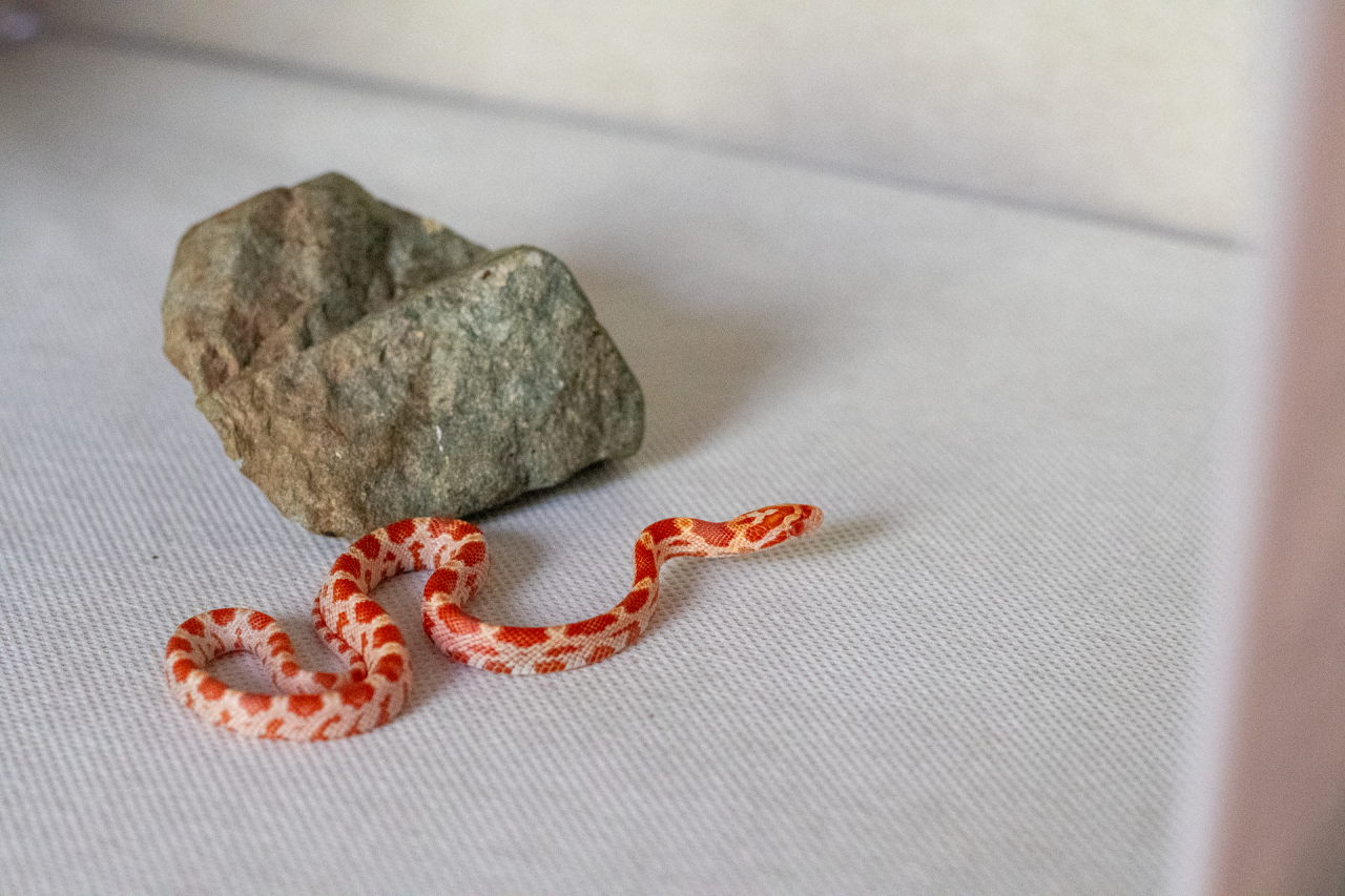 Amelanistic corn snake hatchling