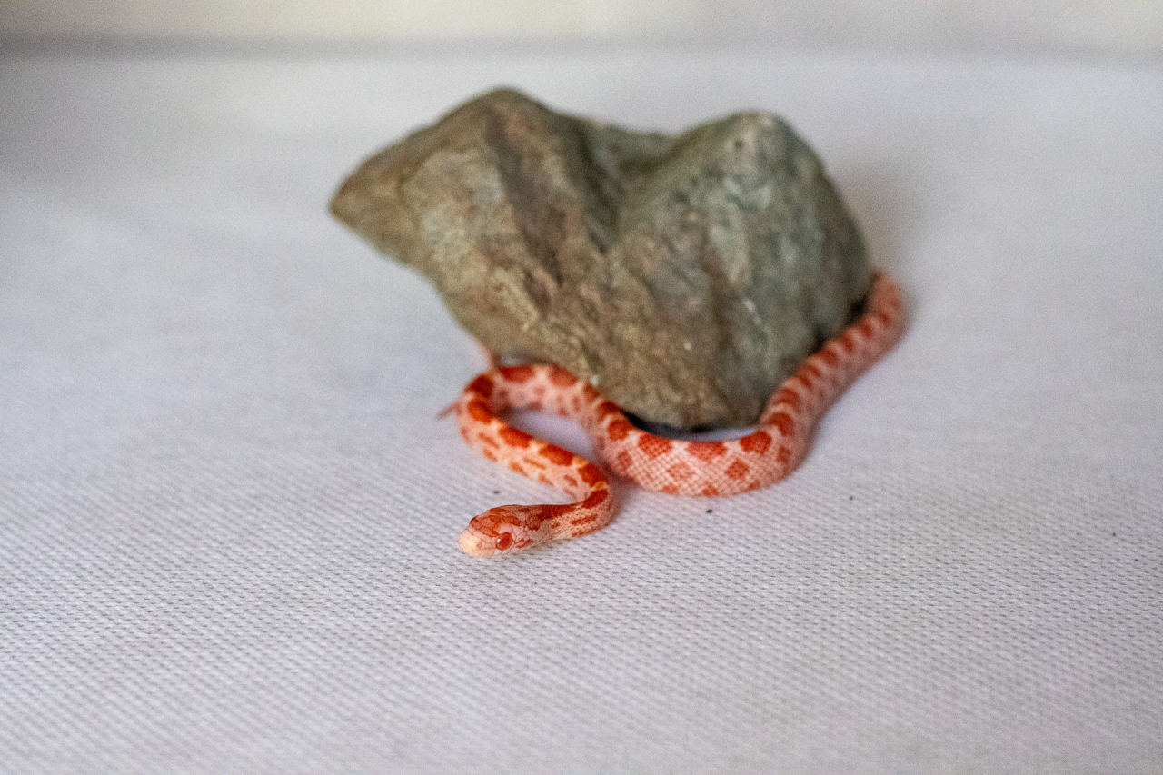 Amelanistic corn snake hatchling