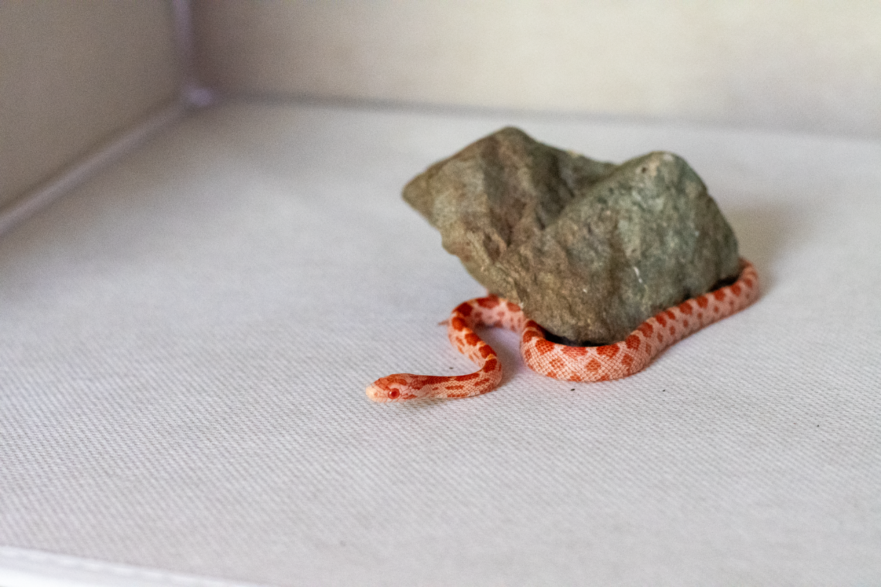 Amelanistic corn snake hatchling