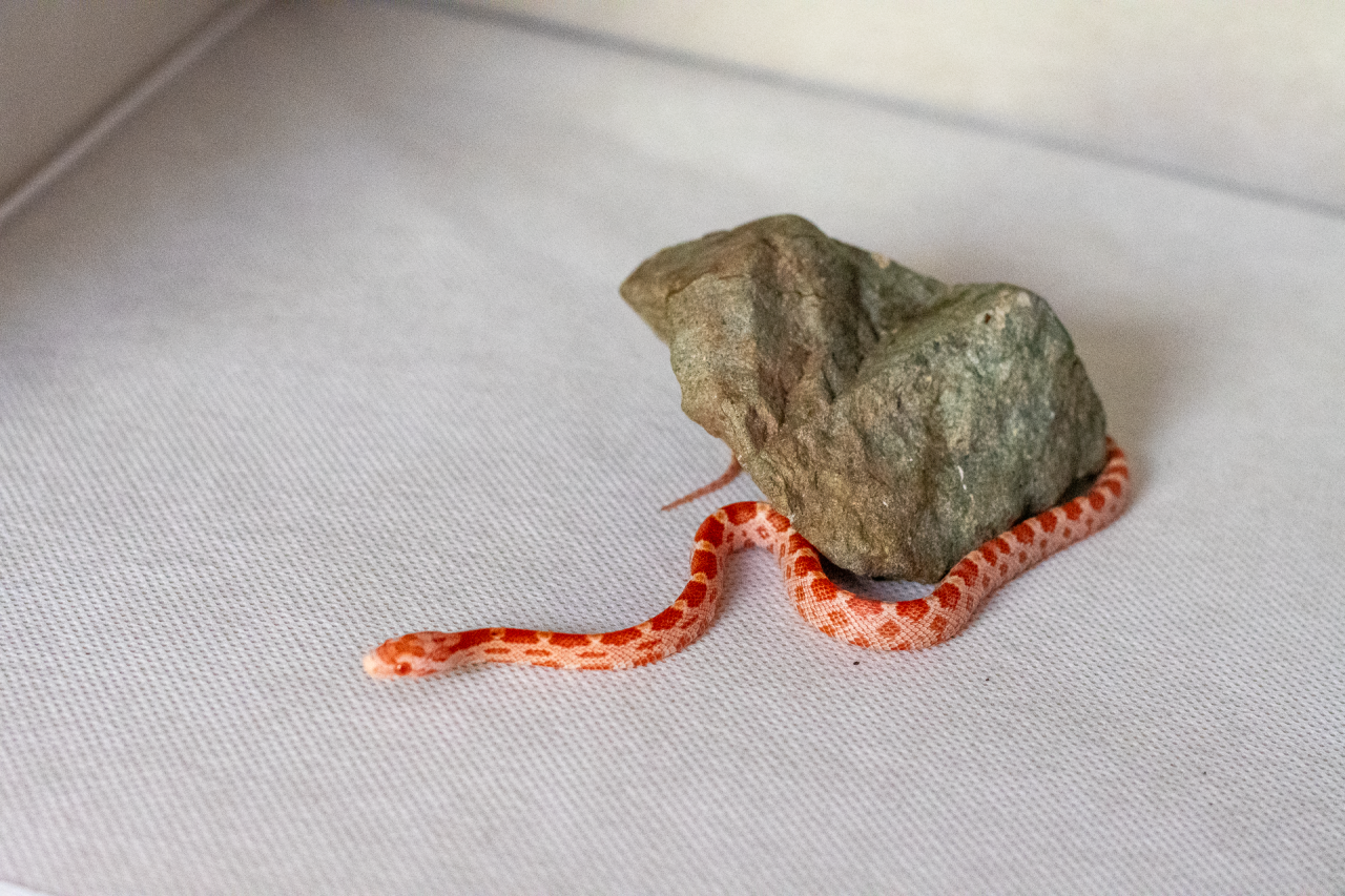 Amelanistic corn snake hatchling