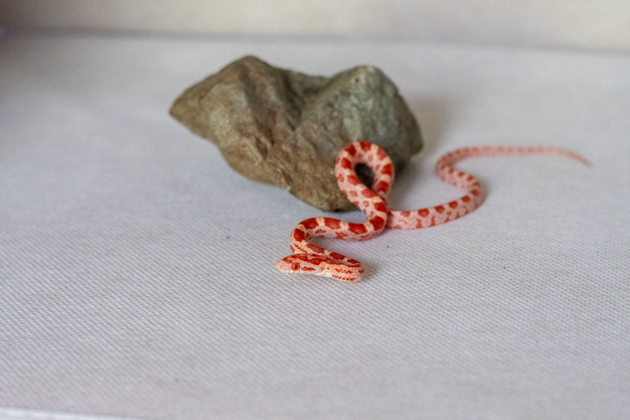 Amelanistic corn snake hatchling