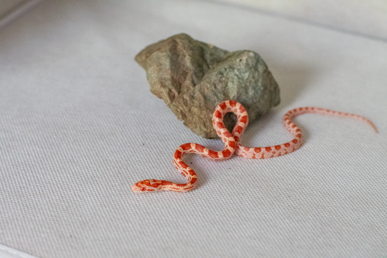 Amelanistic corn snake hatchling