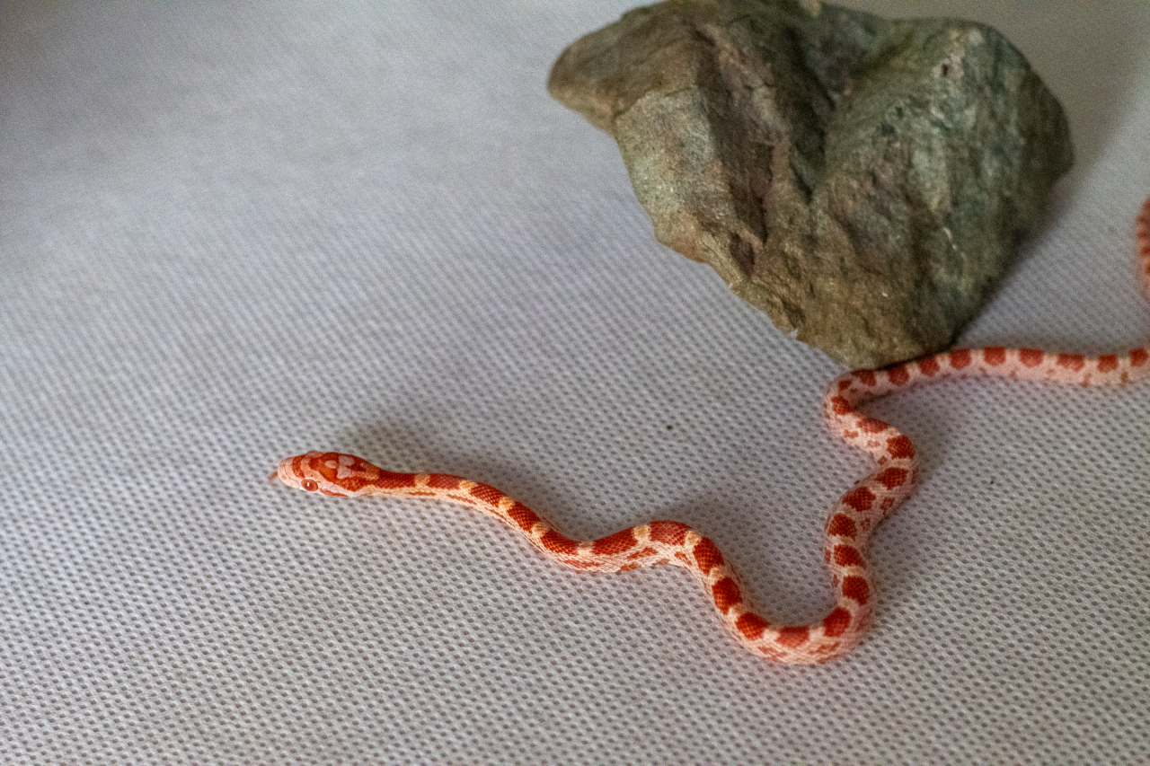 Amelanistic corn snake hatchling