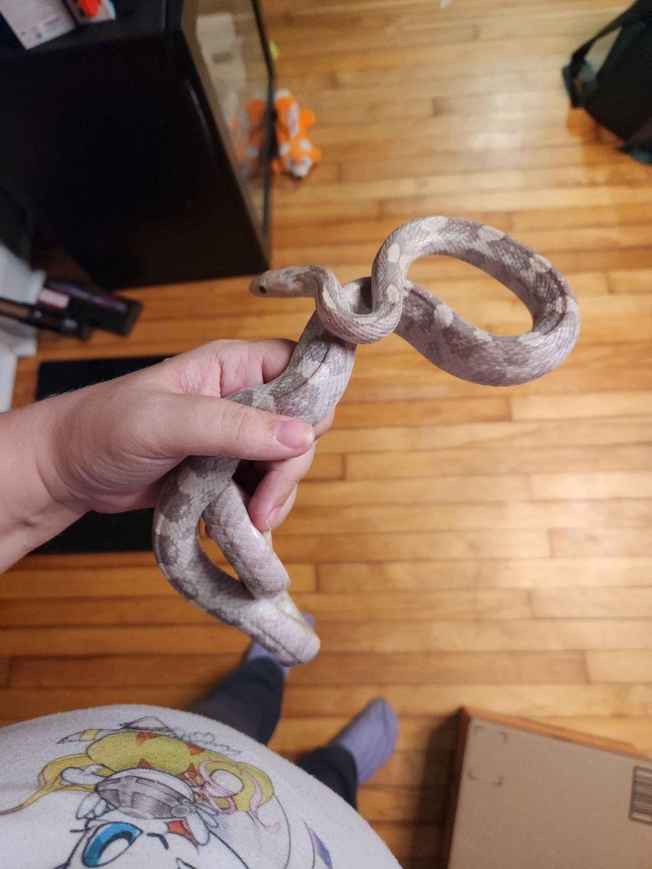 hypo lavender corn snake