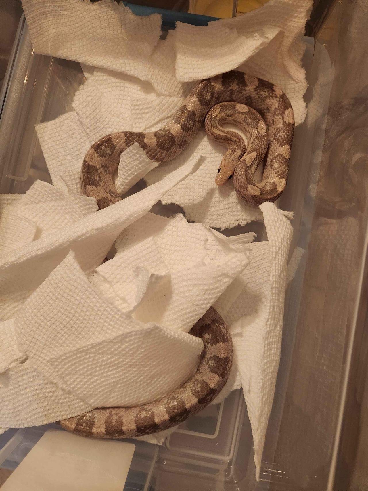 hypo lavender corn snake