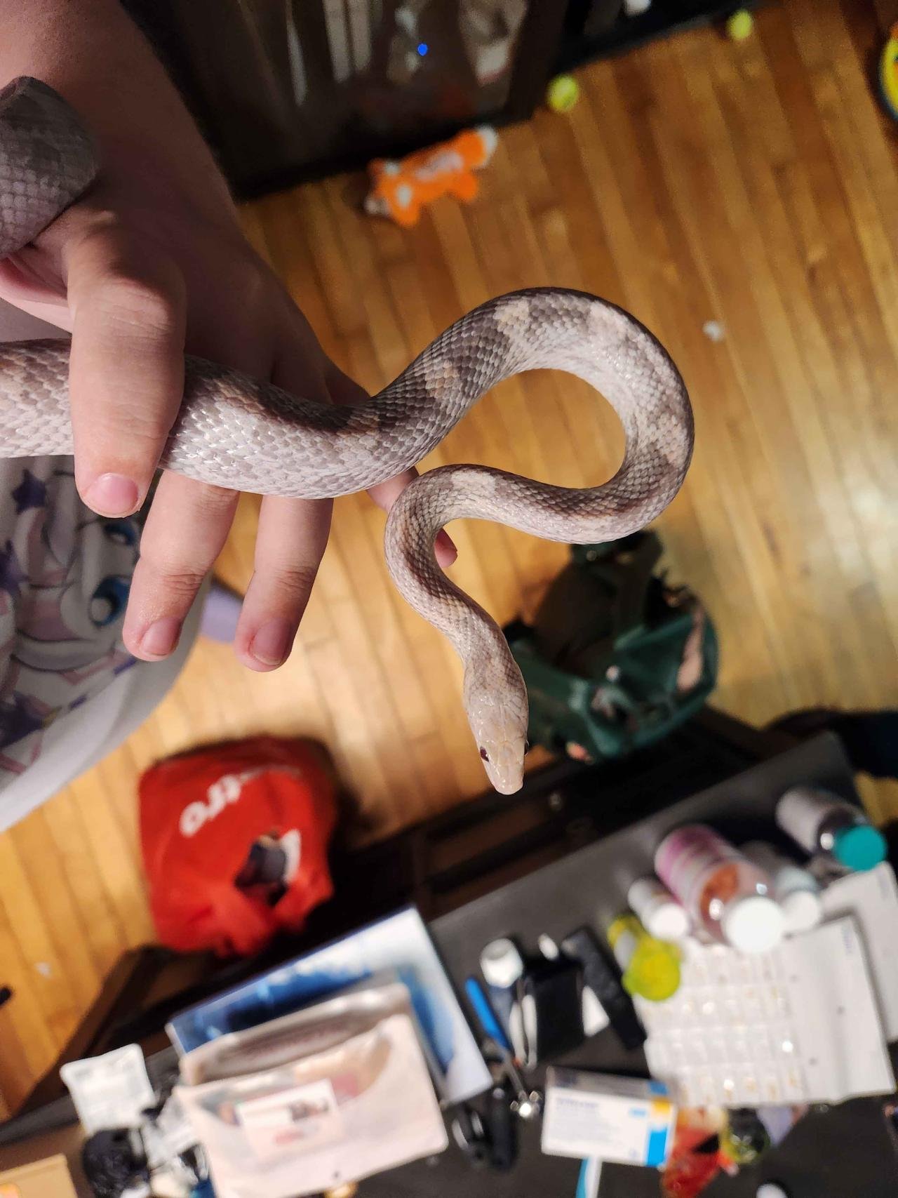 hypo lavender corn snake